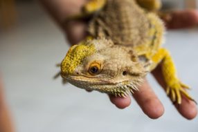 Agama vousatá jako nejlepší terarijní zvíře pro začátečníky