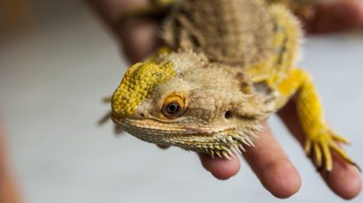 Agama vousatá jako nejlepší terarijní zvíře pro začátečníky