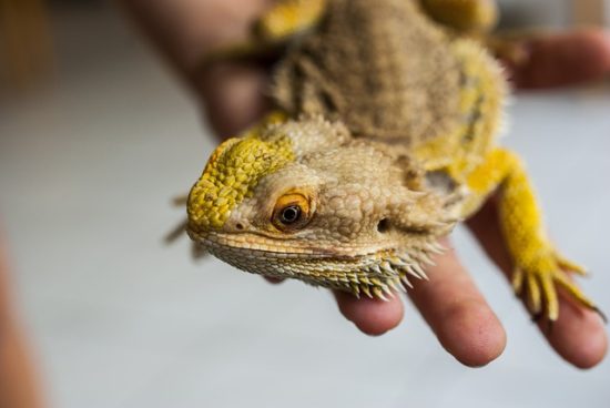 Agama vousatá jako nejlepší terarijní zvíře pro začátečníky