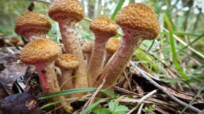 I zkušení houbaři by si do svého košíku měli raději přihodit dobré pojištění